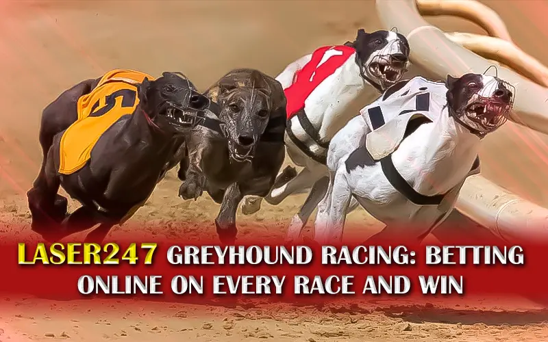 Laser247 Greyhound Racing: Betting online on every race and Win​